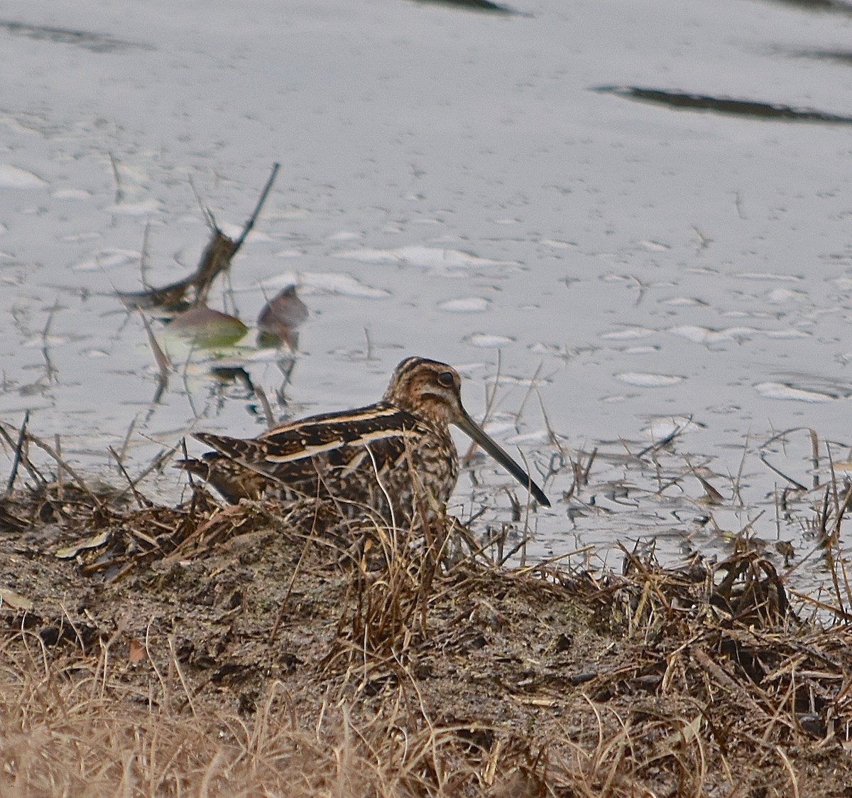 Wilson's Snipe - ML84202181