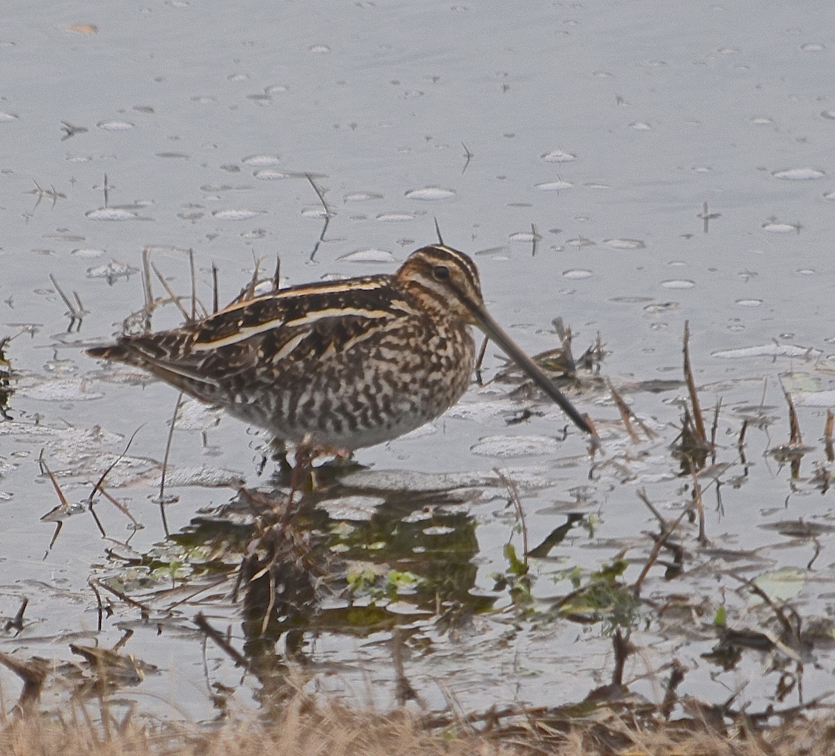 Wilson's Snipe - ML84202191