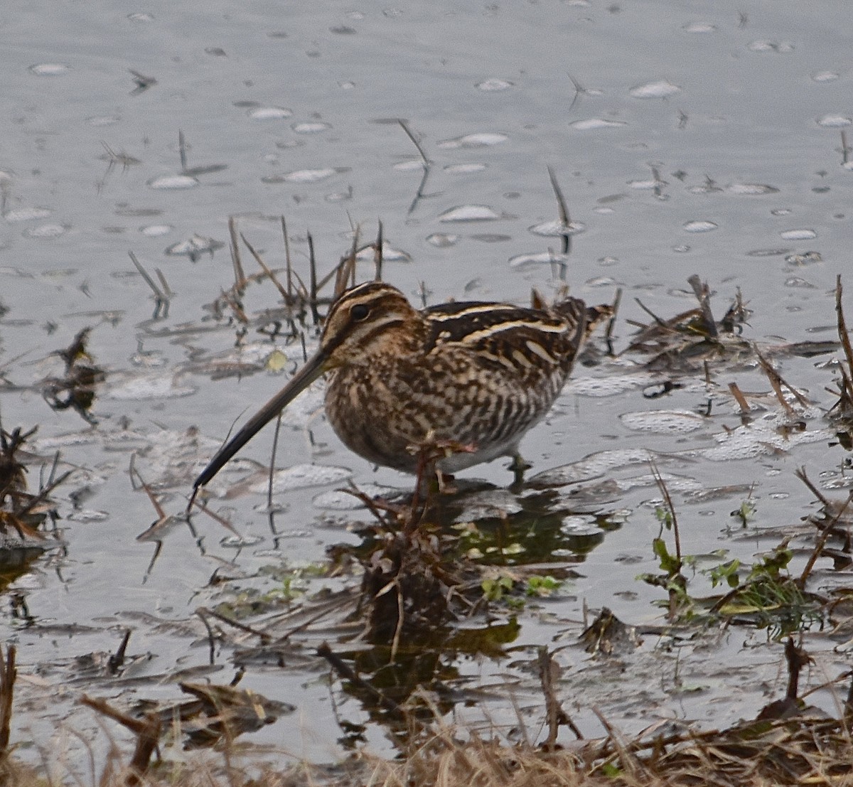 Wilson's Snipe - ML84202211