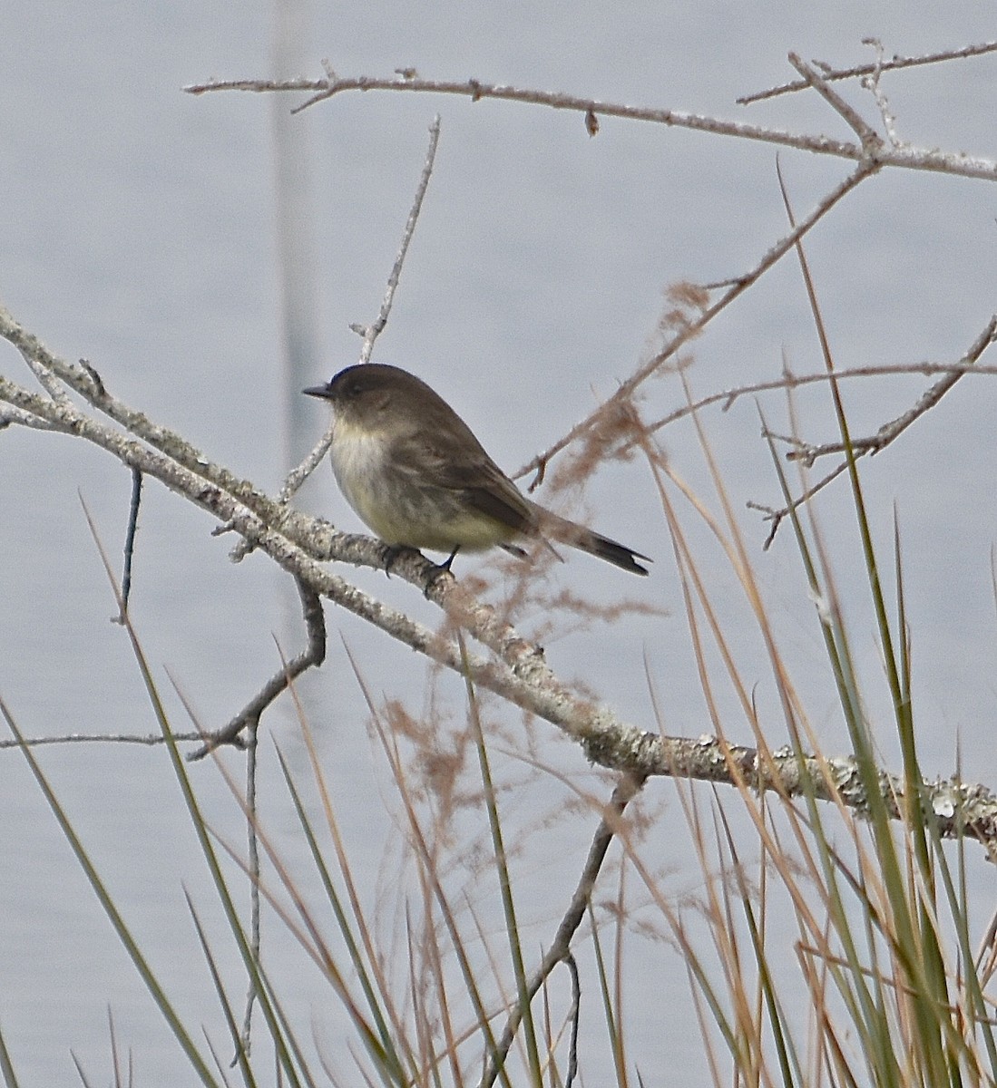 Eastern Phoebe - ML84202401