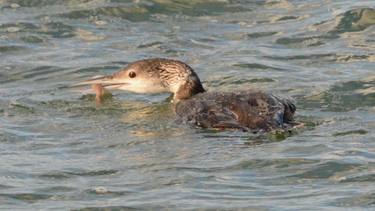 Common Loon - Ann Satterfield