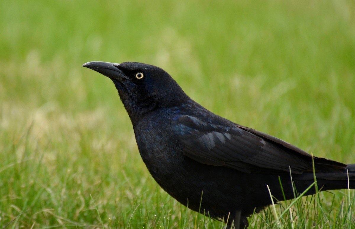 Great-tailed Grackle - Nate Brown