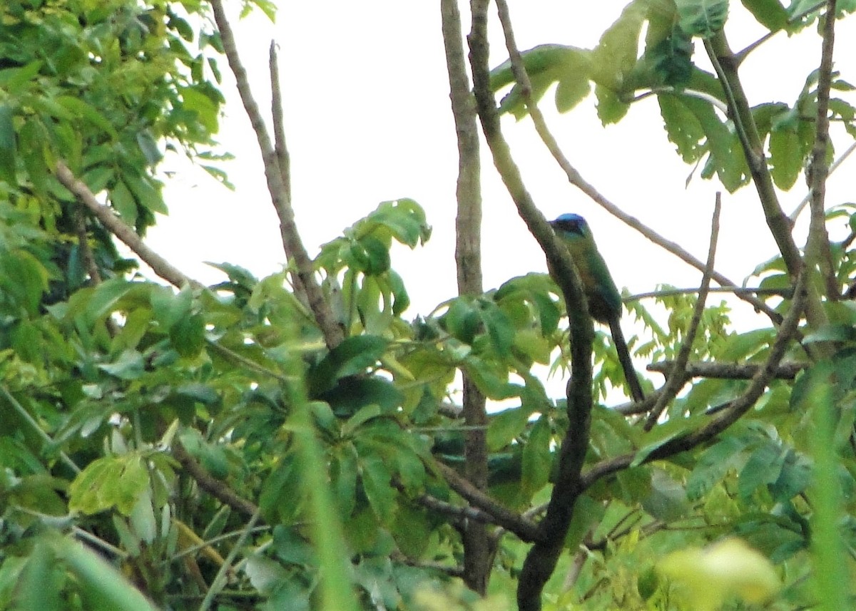 Amazonian Motmot - ML84206031
