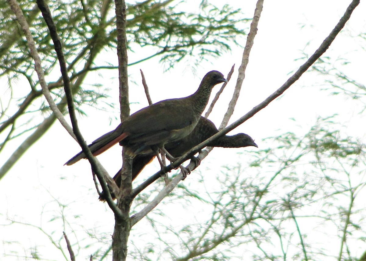 Speckled Chachalaca (Parana) - ML84206171