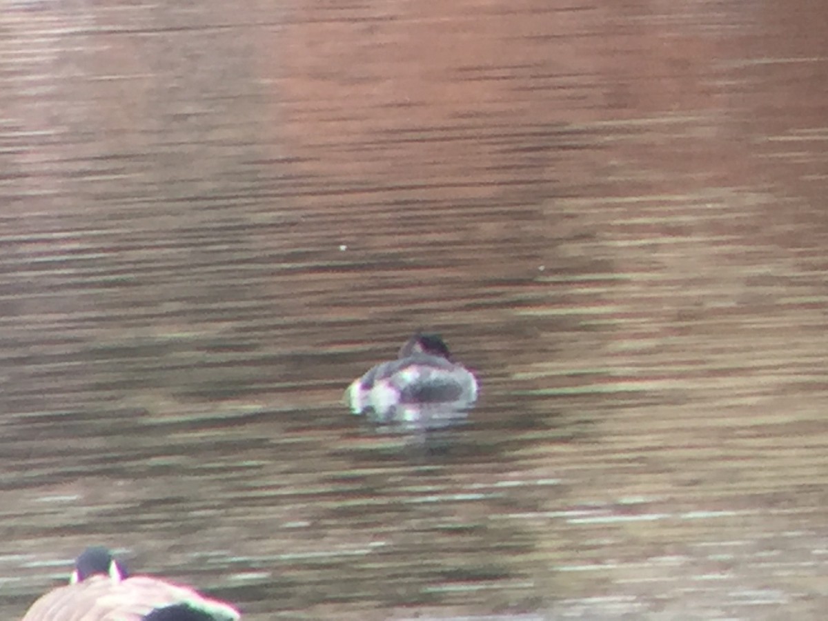 Red-necked Grebe - ML84206461