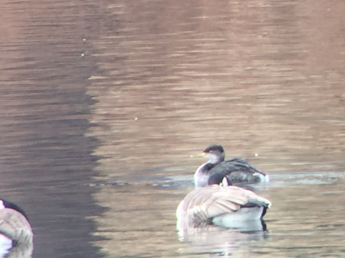 Red-necked Grebe - ML84206471