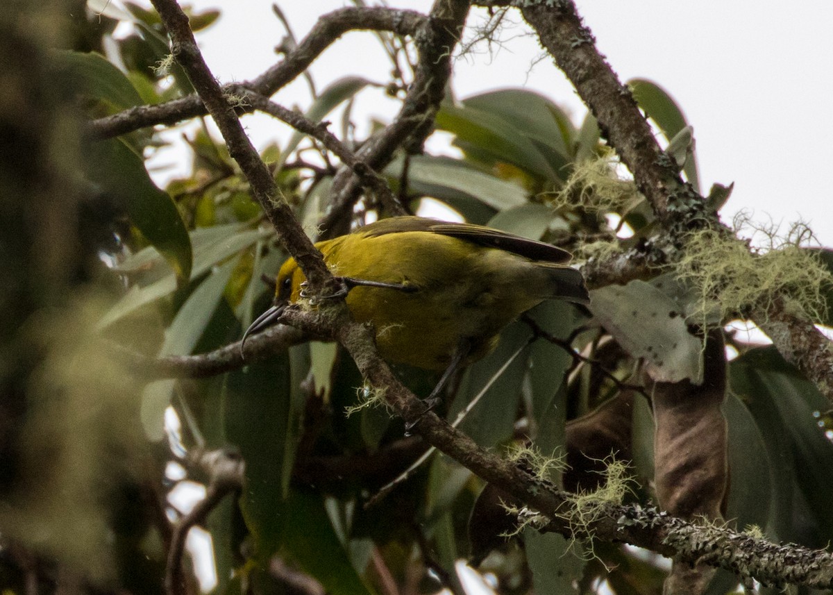 Hawaii-Sichelkleidervogel - ML84207181