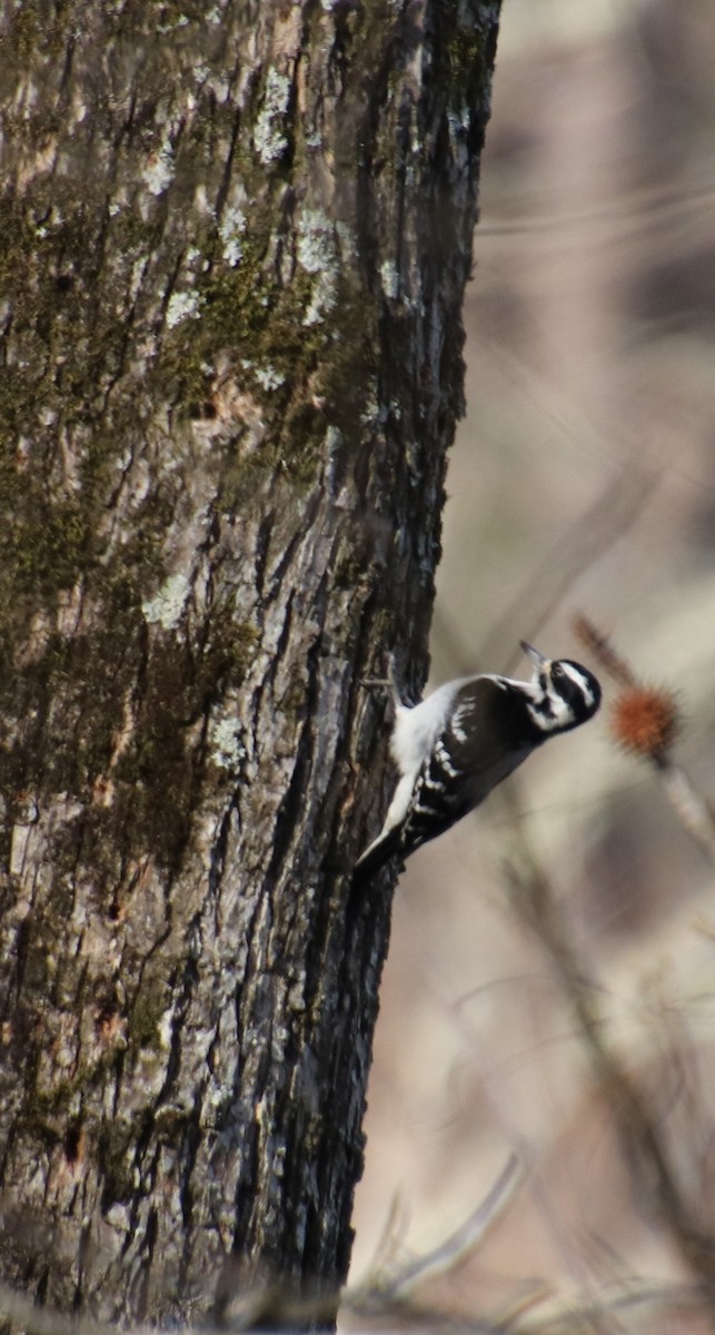 Hairy Woodpecker - ML84208691