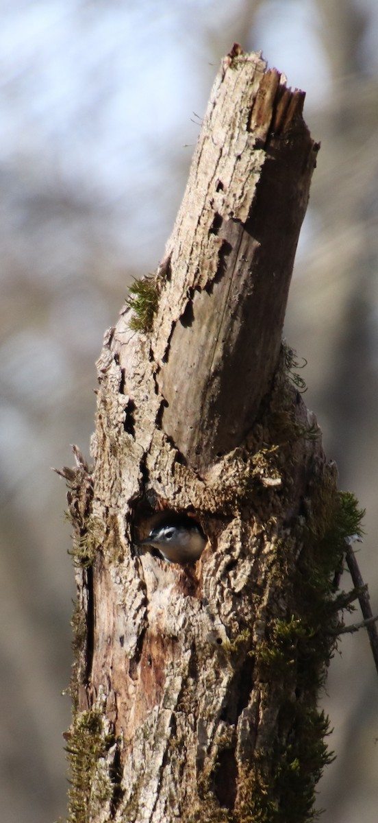 White-breasted Nuthatch - ML84208721