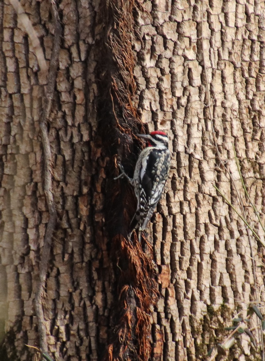 Yellow-bellied Sapsucker - ML84208781