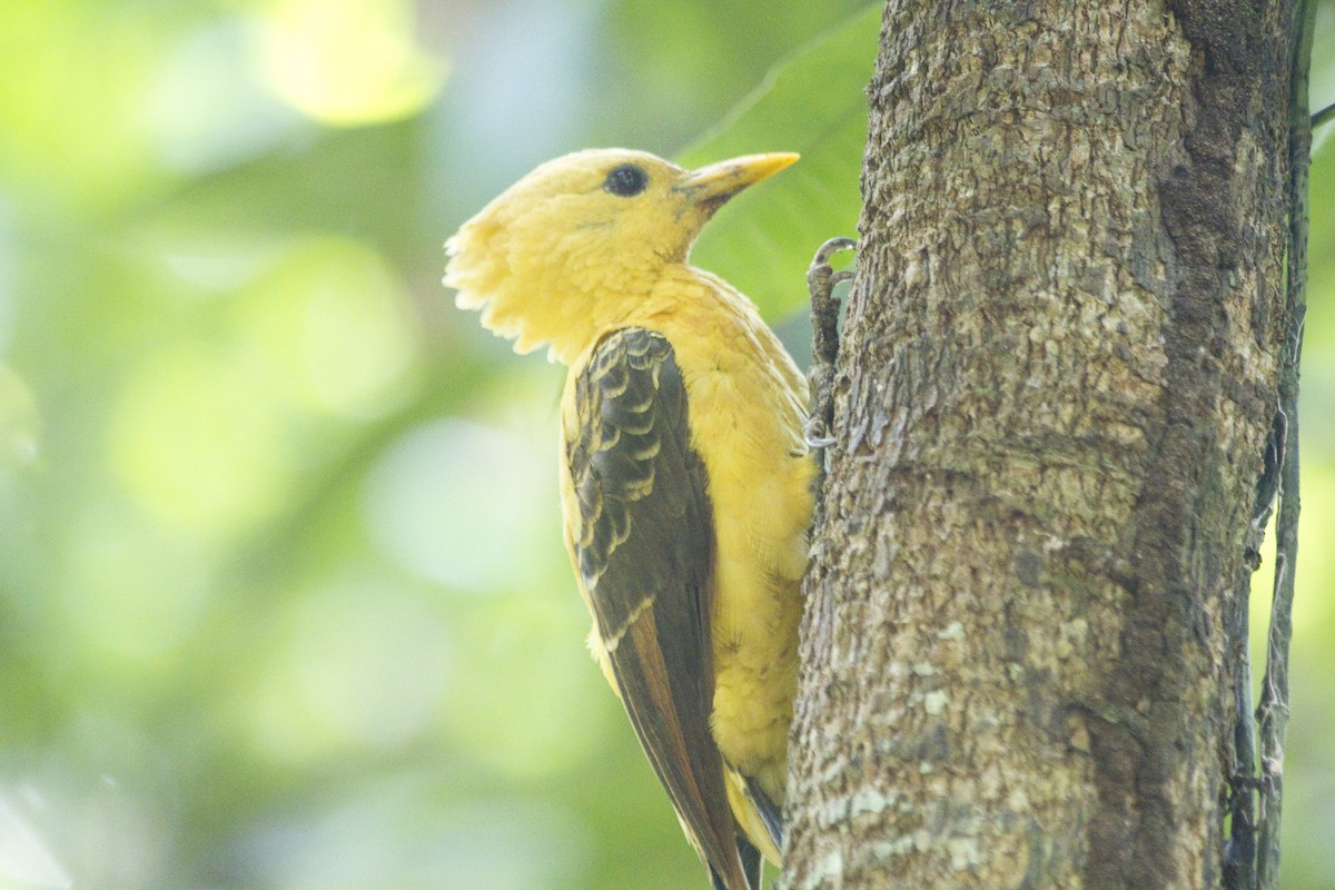 Cream-colored Woodpecker - ML84209161