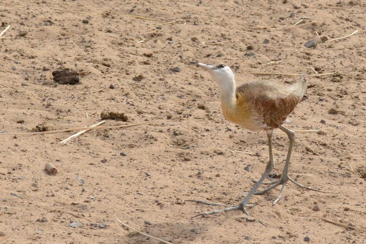 Jacana à poitrine dorée - ML84209851