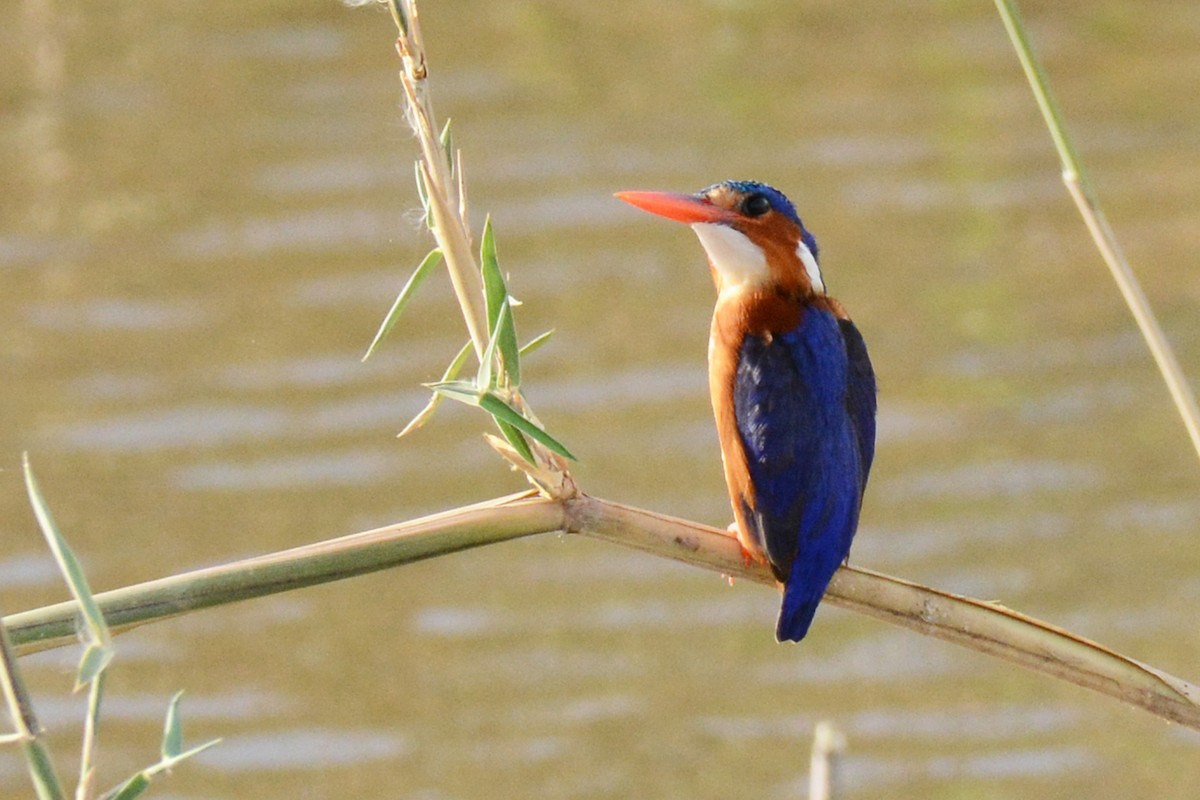 Malachite Kingfisher - ML84209901