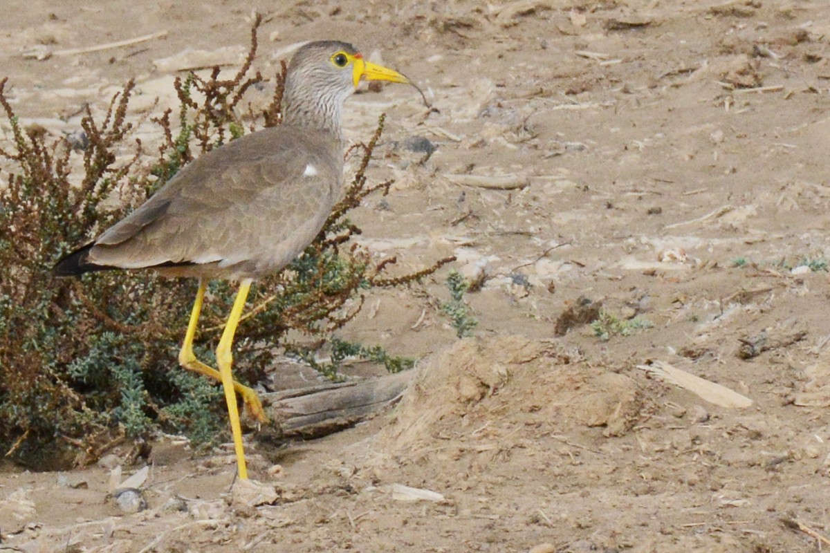 Wattled Lapwing - Marie O'Neill