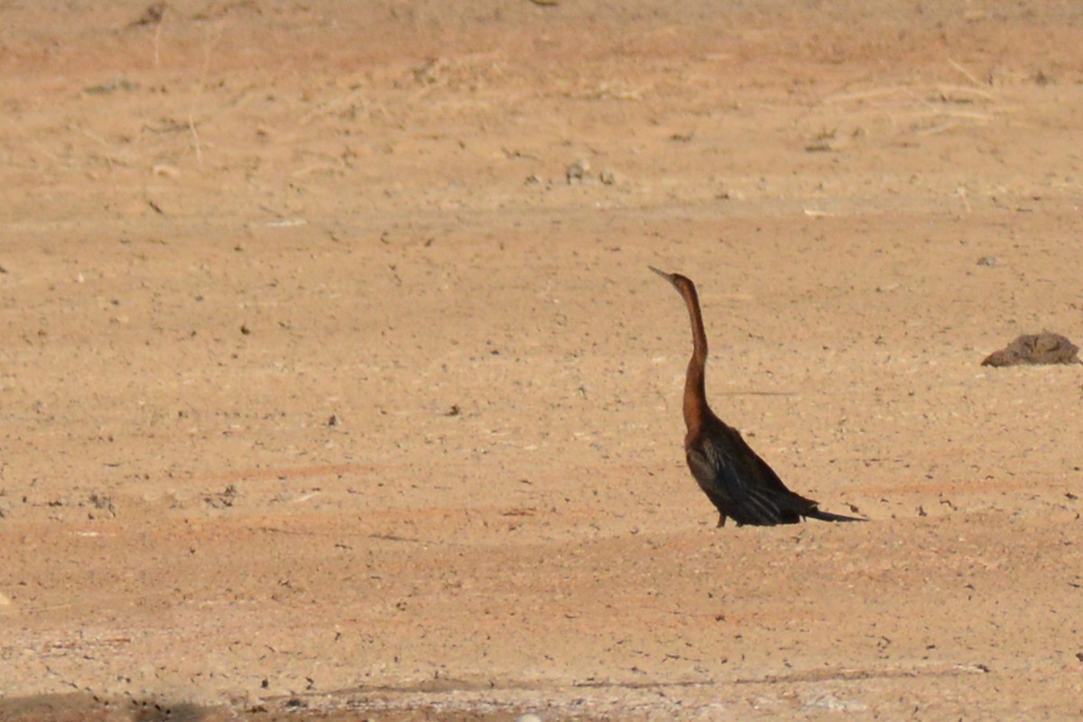 anhinga africká - ML84210401