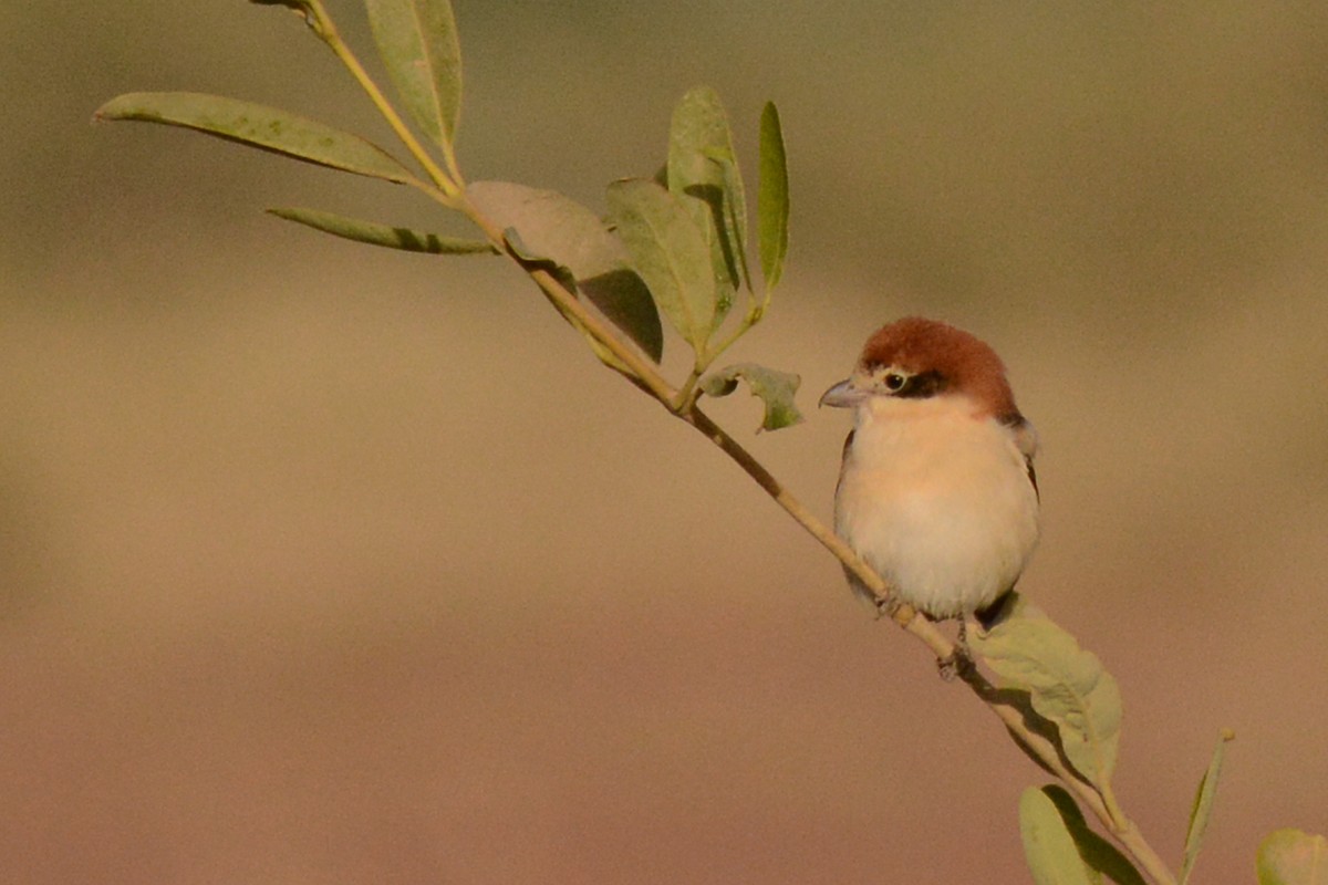 Woodchat Shrike - ML84210481