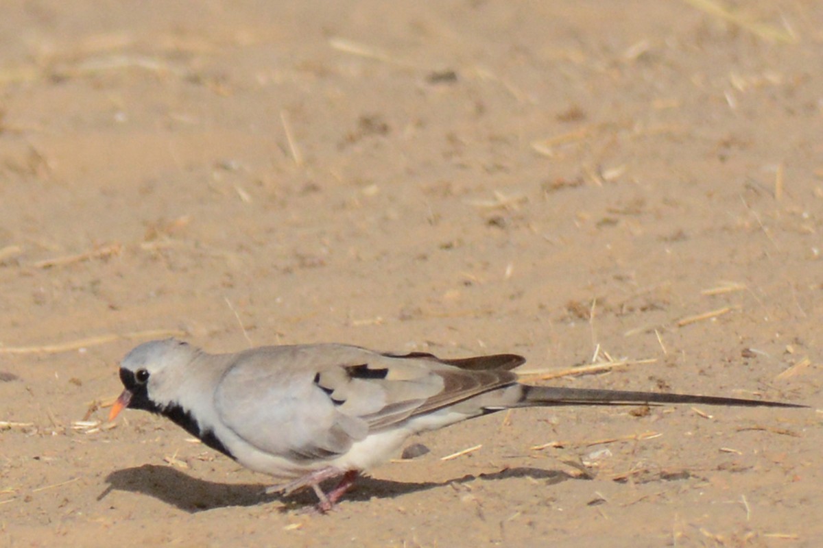 Namaqua Dove - ML84210581