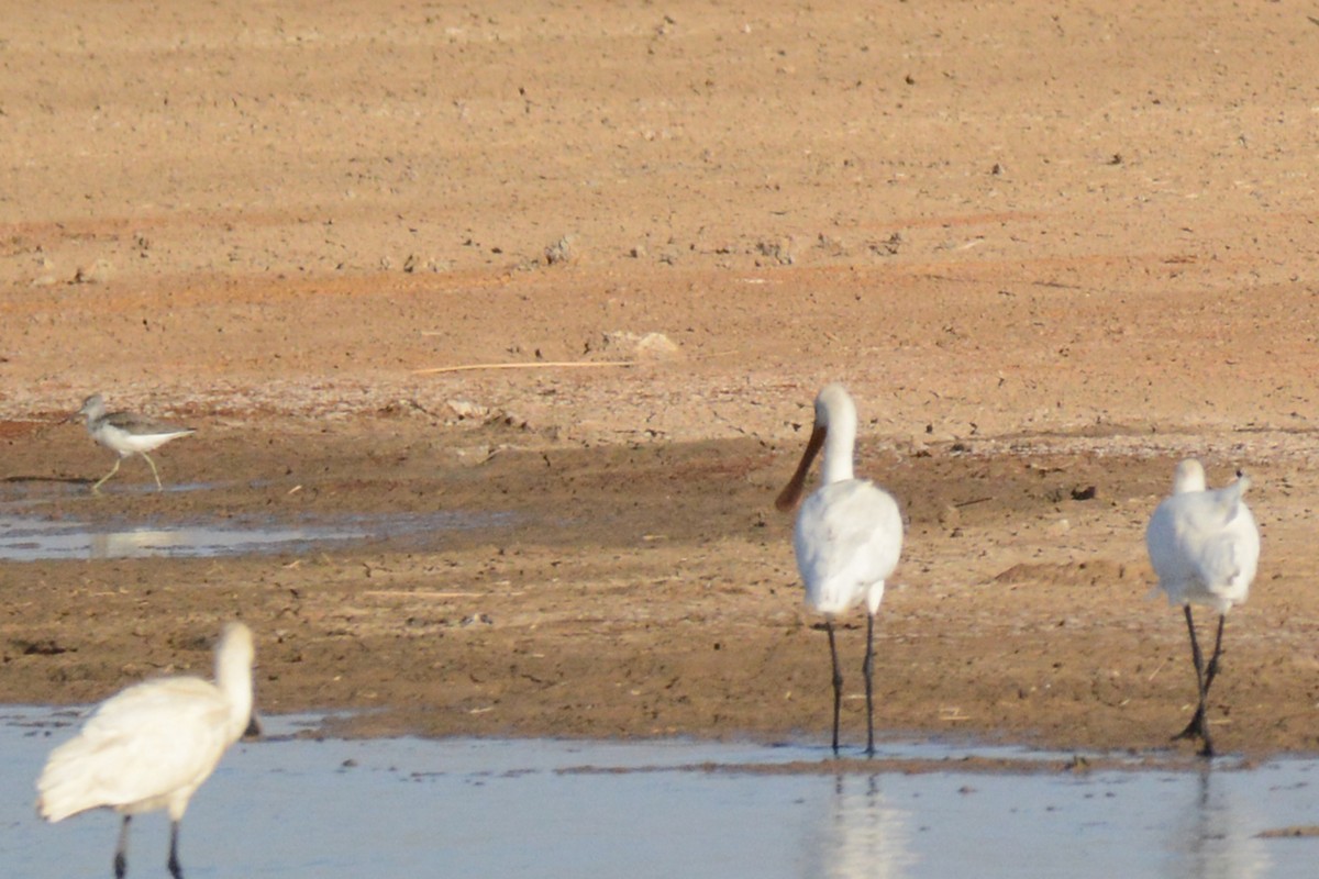 Eurasian Spoonbill - ML84211031