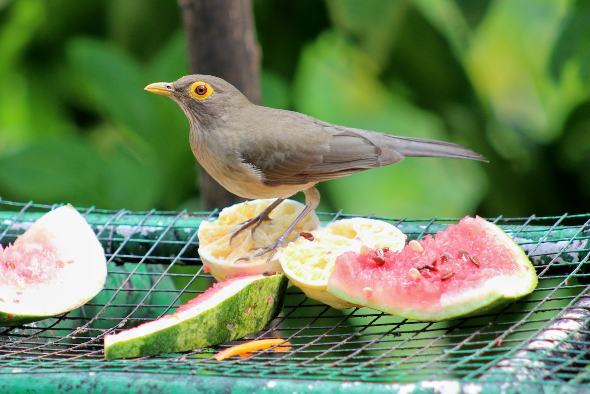 Spectacled Thrush - ML84218991