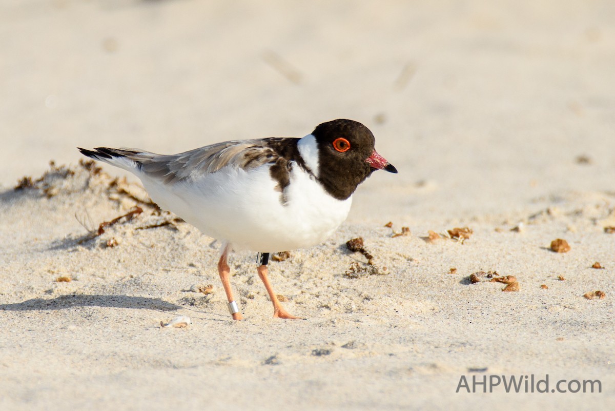 Hooded Plover - ML84219341