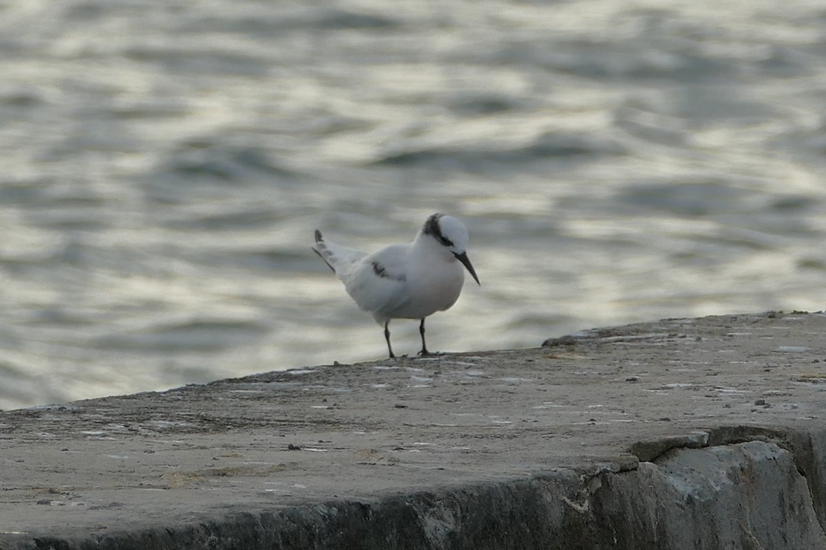 Black-naped Tern - ML84222001