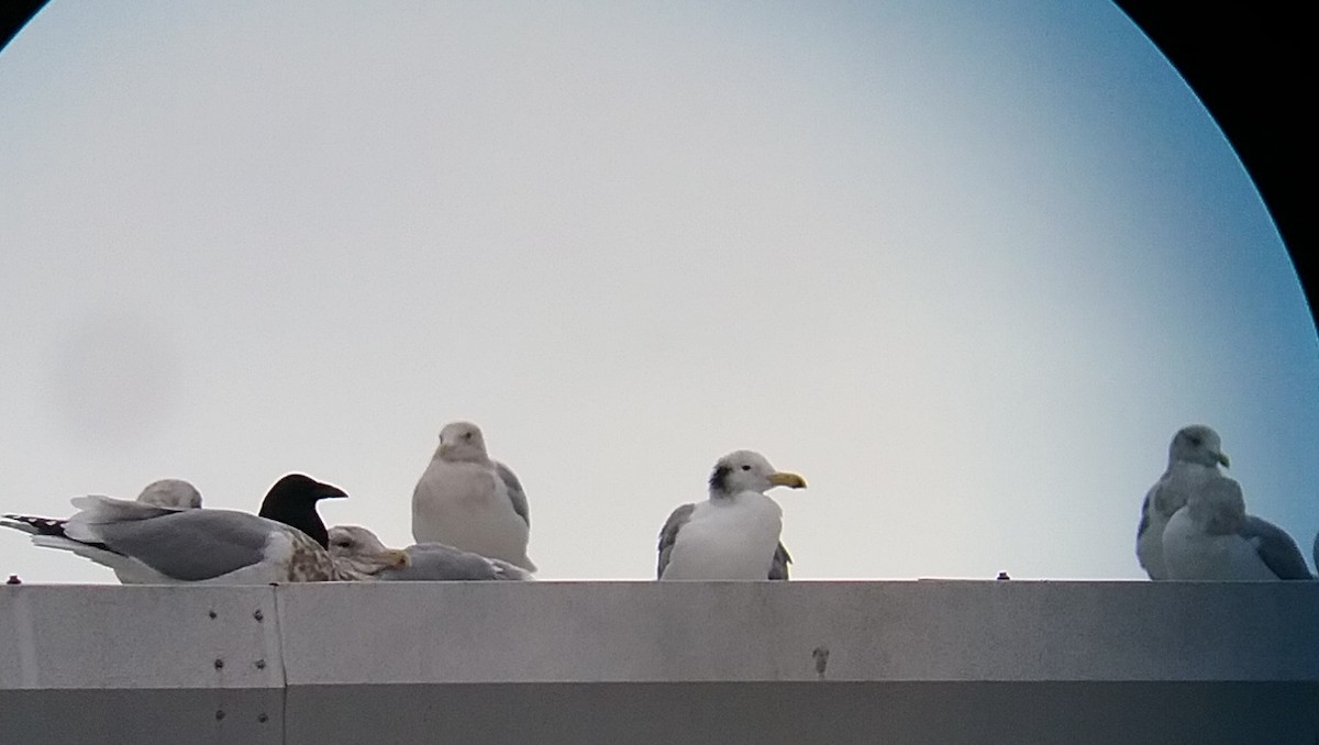 Western Gull - ML84222031