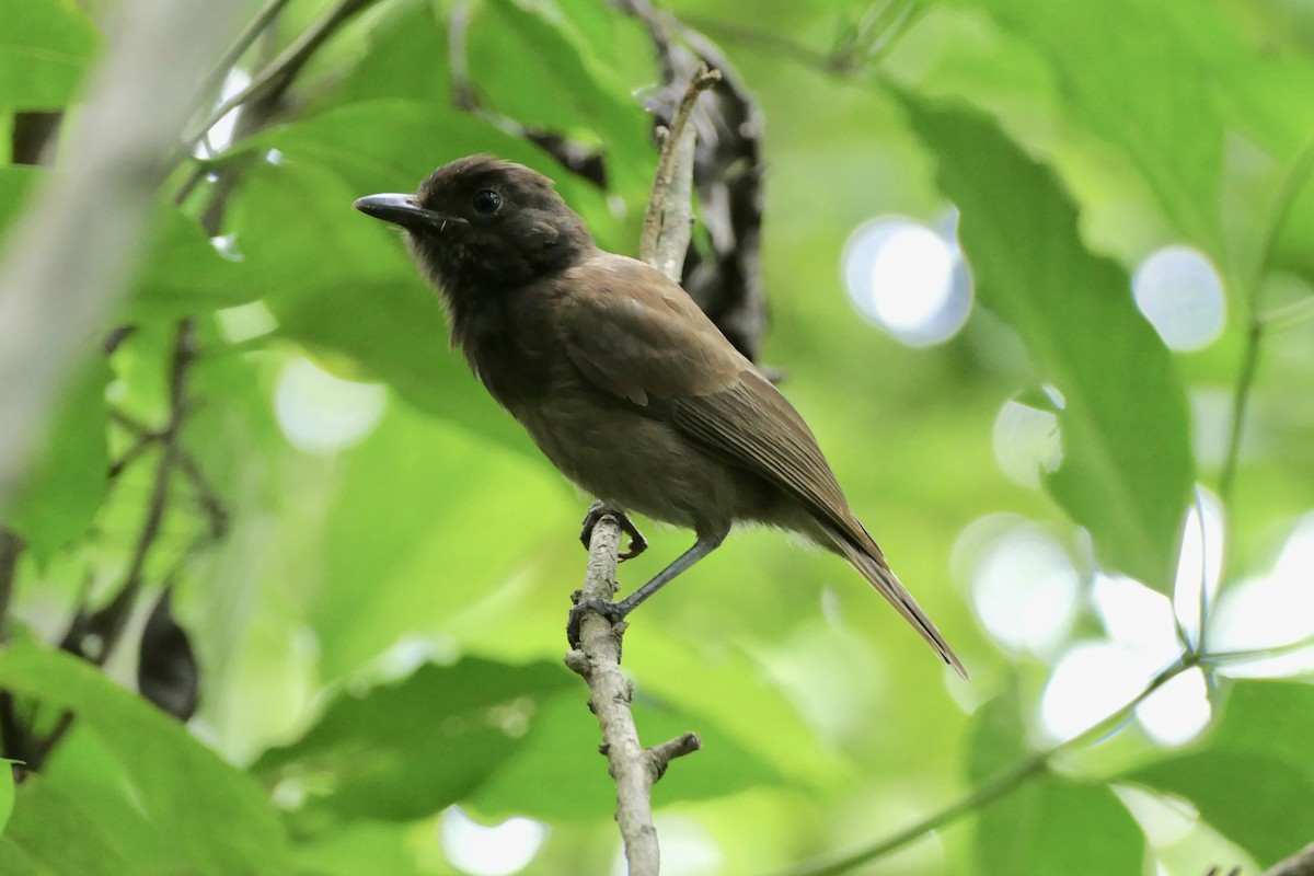 Morningbird - Peter Kaestner