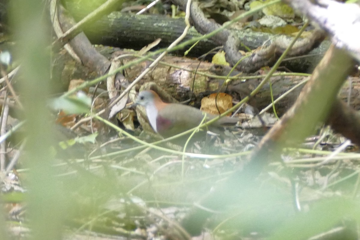 Palau Ground Dove - ML84223271