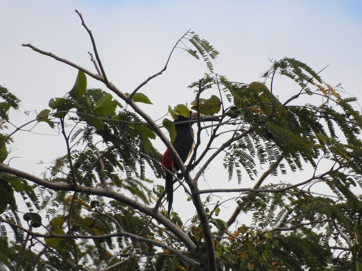Collared Aracari - Angel Castillo Birdwatching Guide