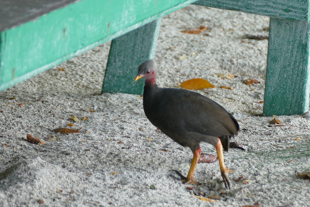 Micronesian Megapode - ML84225041