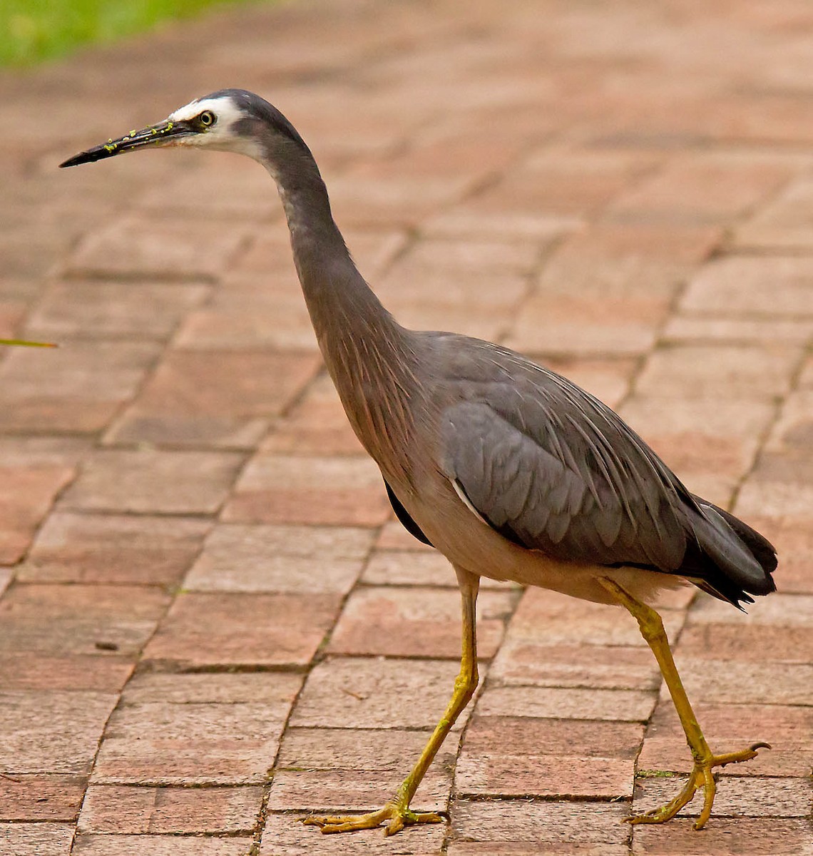 White-faced Heron - ML84227581