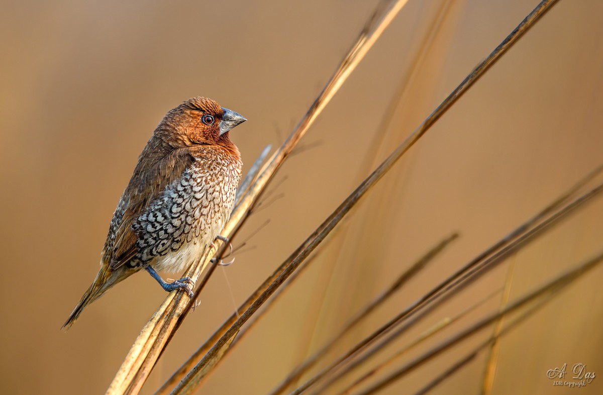 Scaly-breasted Munia - ML84227941