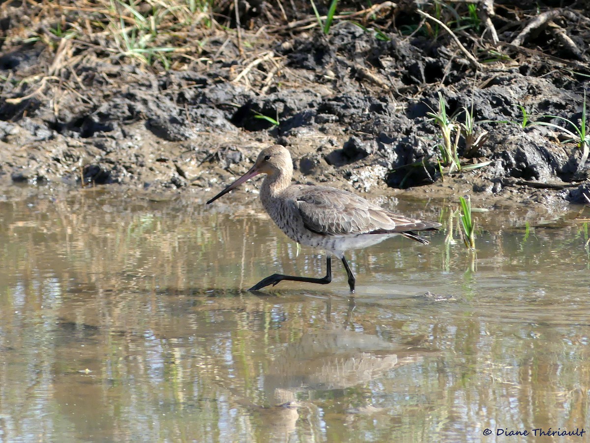 Black-tailed Godwit - ML84229141