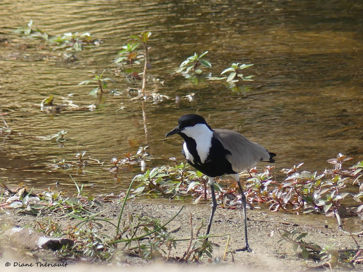 Spur-winged Lapwing - Diane Thériault