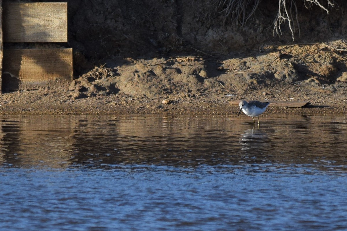 Teichwasserläufer - ML84230761