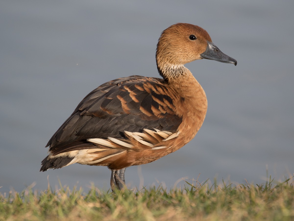 Fulvous Whistling-Duck - Lynette Spence