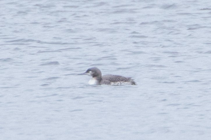 Red-throated Loon - Meaghan Sinclair