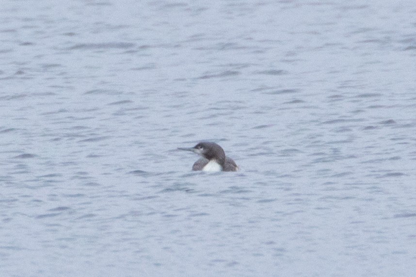 Red-throated Loon - Meaghan Sinclair