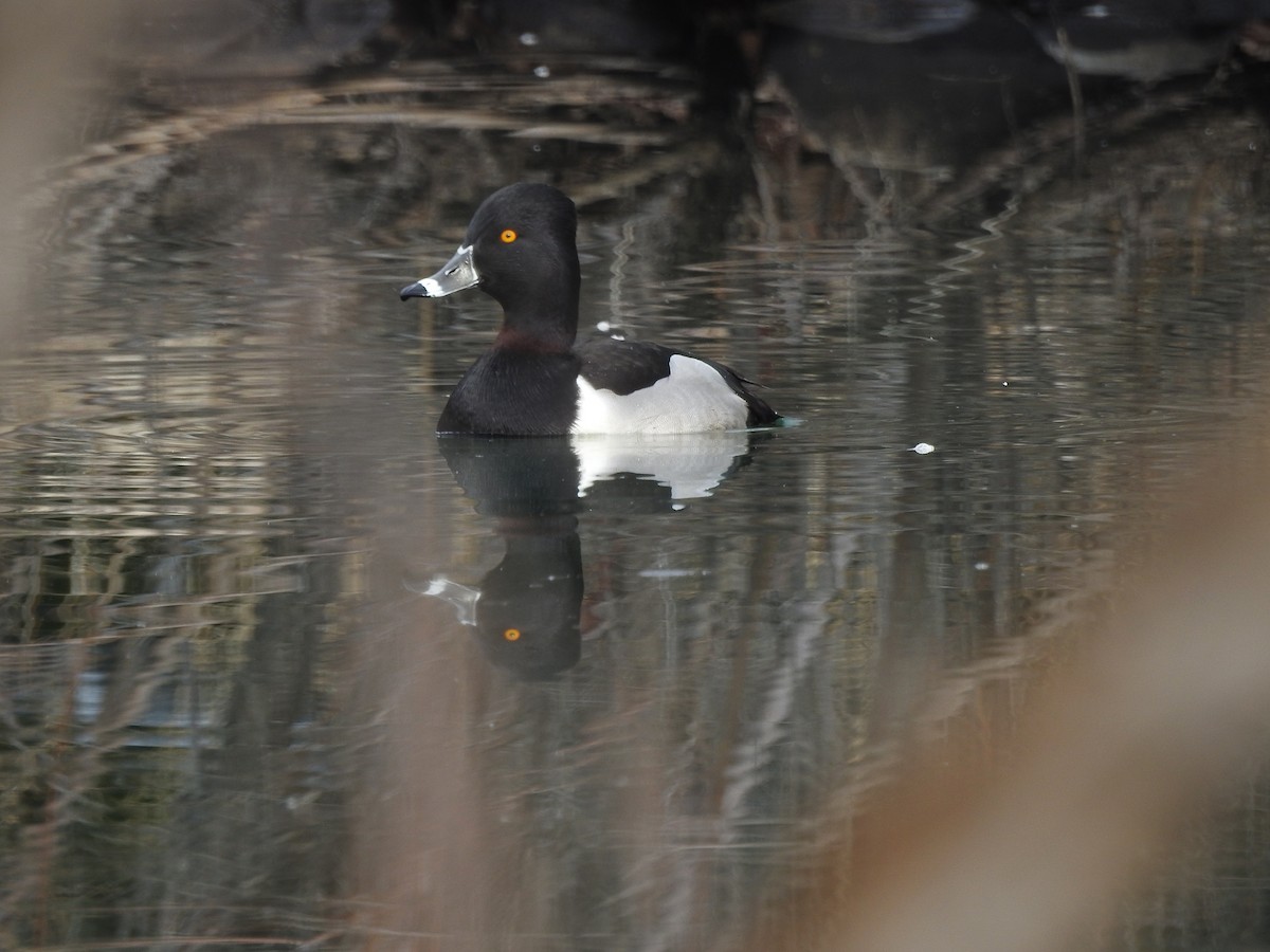 Ring-necked Duck - Mary Rumple