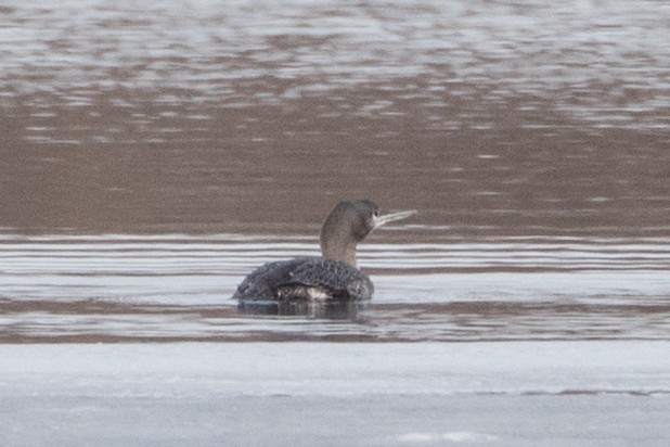 Red-throated Loon - Meaghan Sinclair