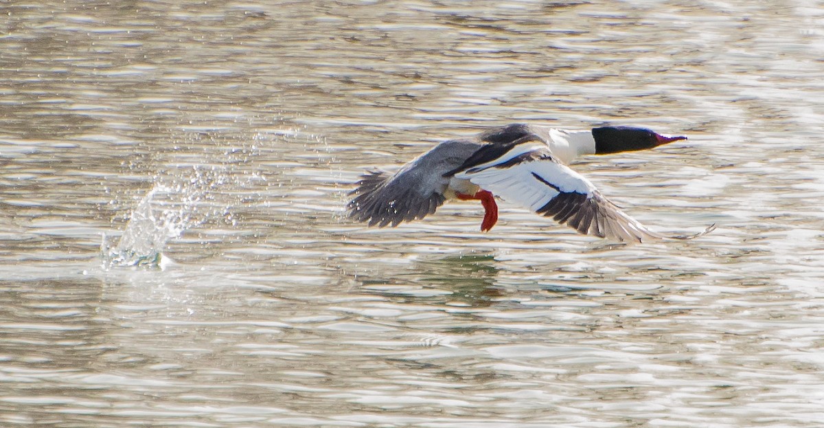 Common Merganser - ML84233331