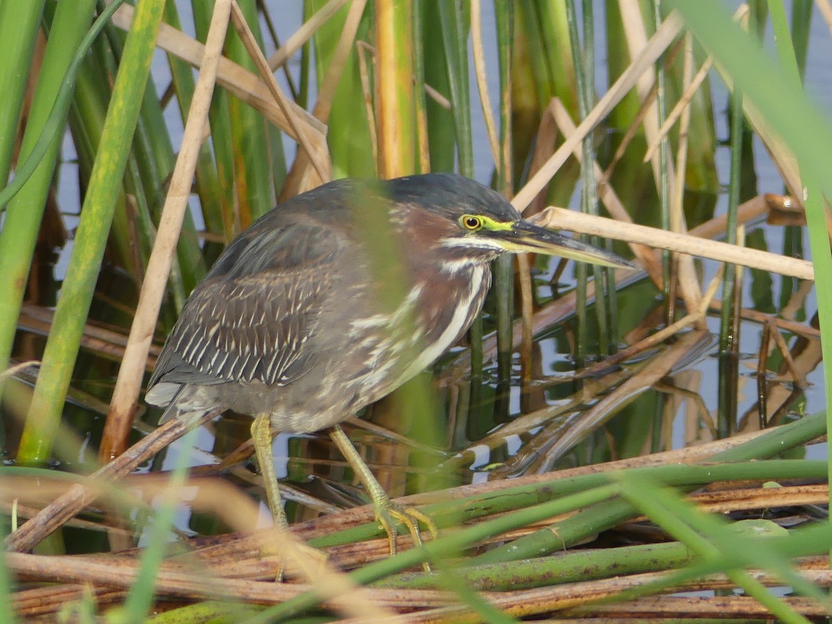 Green Heron - ML84234251