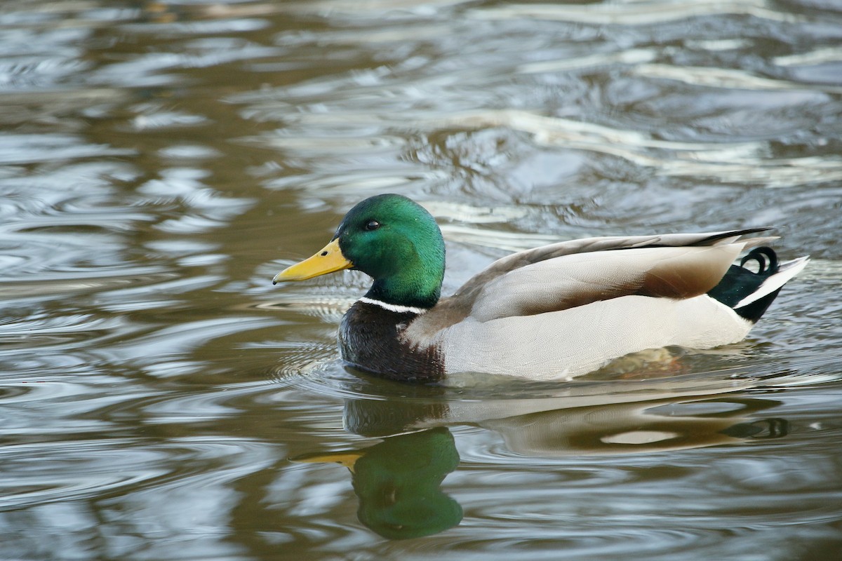 Mallard - ML84235801