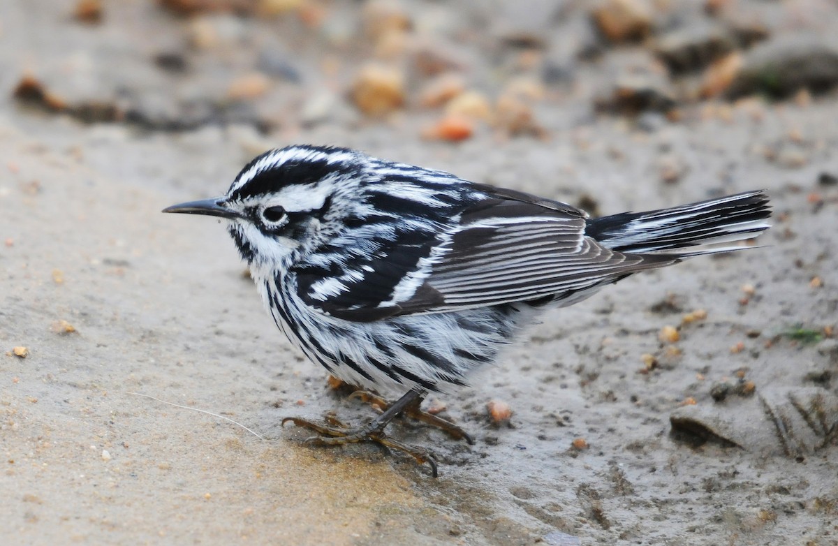 Black-and-white Warbler - ML84236381