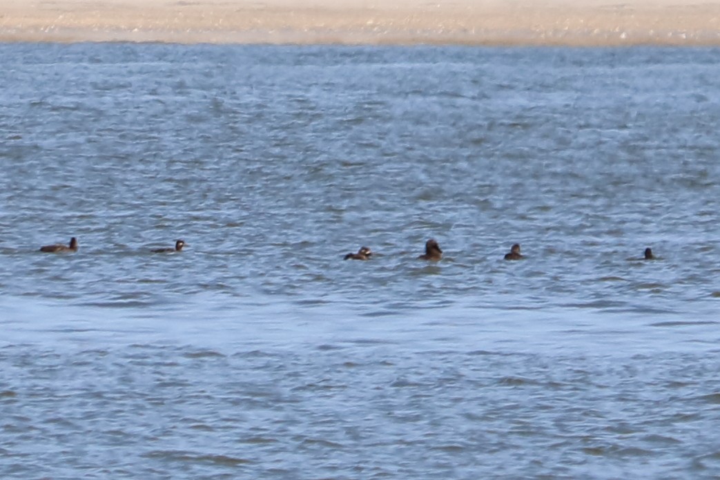 White-winged Scoter - ML84237851