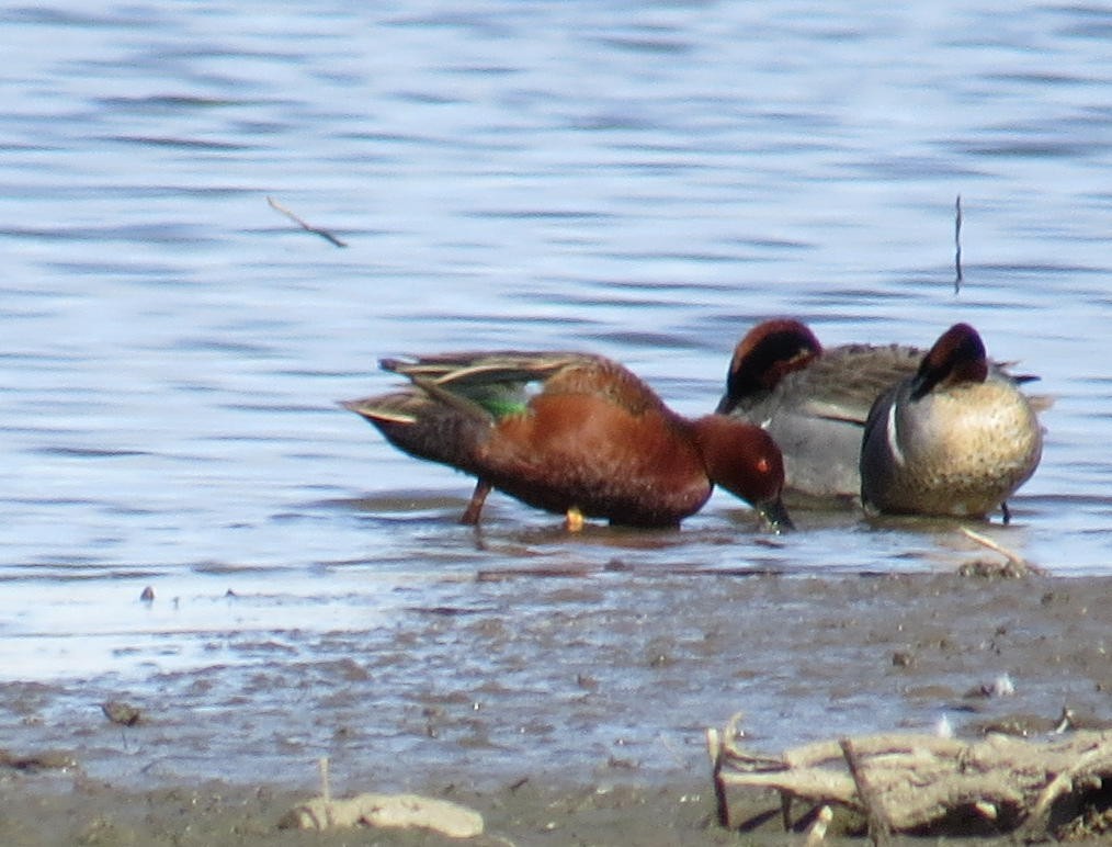 Cinnamon Teal - David New