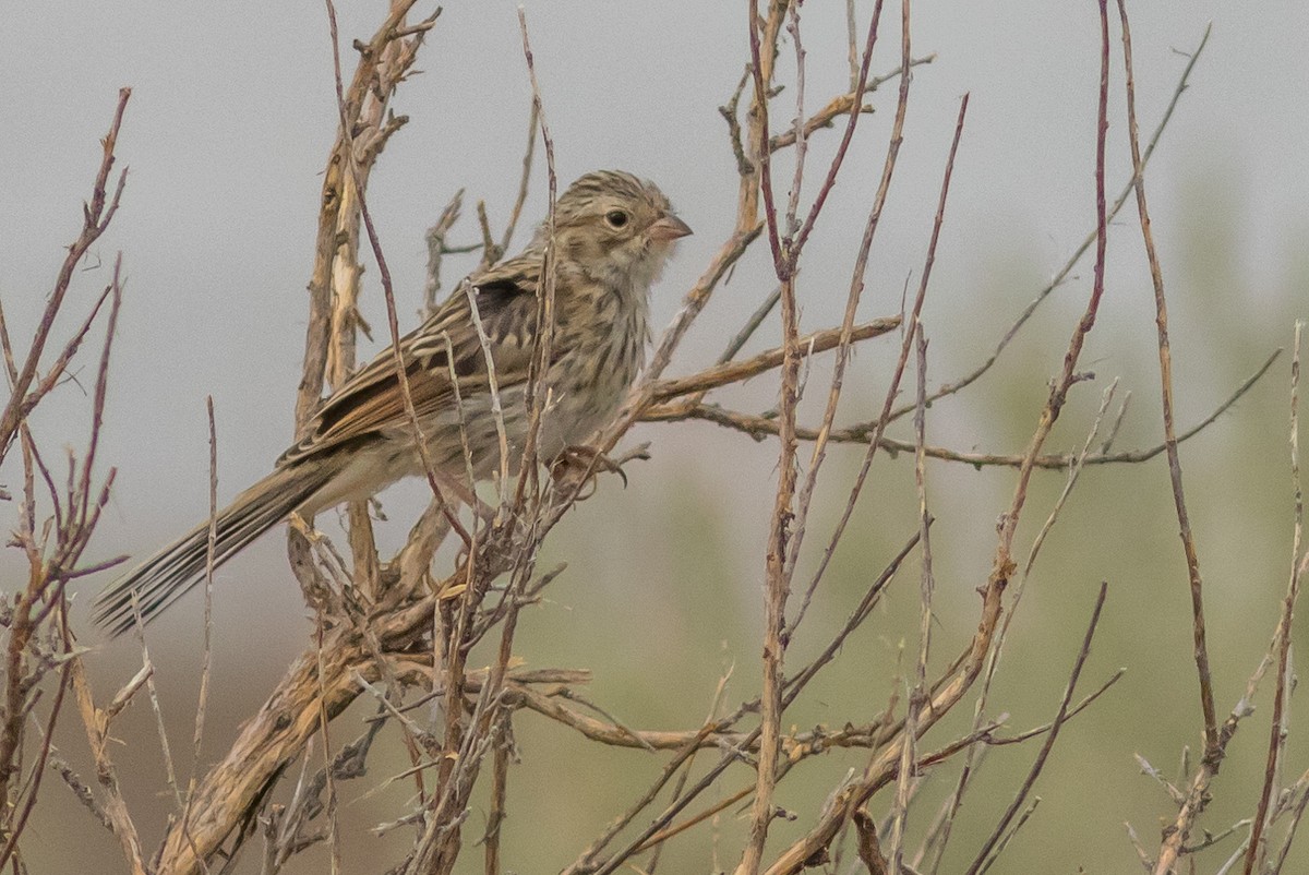 Brewer's Sparrow - Kyle Blaney