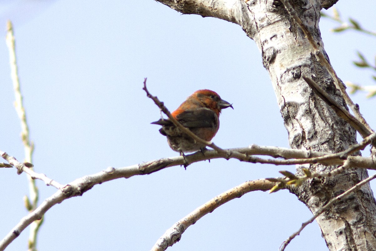 Red Crossbill - ML84239231