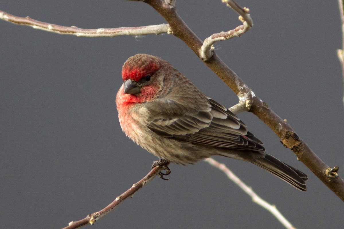 House Finch - ML84239261