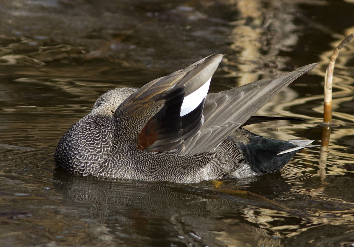 Gadwall - ML84239361